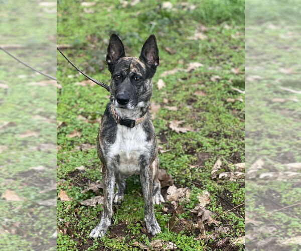 Medium Photo #4 Holland Shepherd-Unknown Mix Puppy For Sale in Dana Point, CA, USA