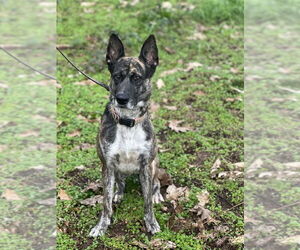 Ori - Female Holland Shepherd-Unknown Mix Dog for Adoption - Photo #4