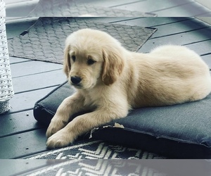 Golden Retriever Puppy for sale in FAIR PLAY, SC, USA