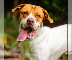 American Bulldog-Great Pyrenees Mix Dogs for adoption in Decatur, GA, USA