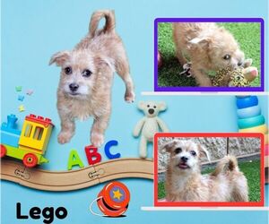Mutt Dogs for adoption in Lindsay, CA, USA