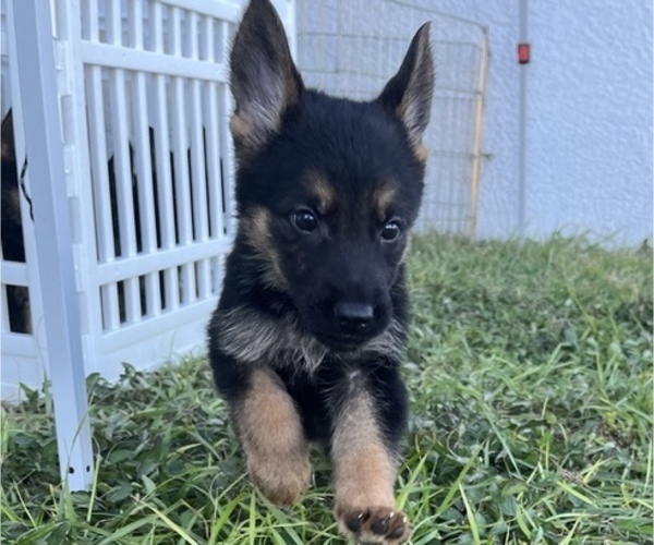 Medium Photo #1 German Shepherd Dog Puppy For Sale in CAPE CORAL, FL, USA