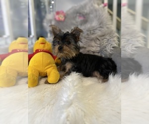Yorkshire Terrier Puppy for sale in CROMWELL, CT, USA