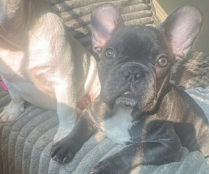 French Bulldog Puppy for Sale in MURRAY, Kentucky USA