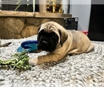 Small Photo #9 Mastiff Puppy For Sale in HESPERIA, CA, USA