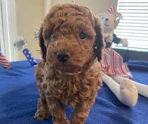 Poodle (Toy) Litter for sale in BRANDON, FL, USA