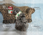 Small #6 Poodle (Toy)