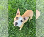 Small Chihuahua Mix