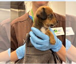 Small #2 Chiweenie