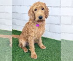 Small Labradoodle