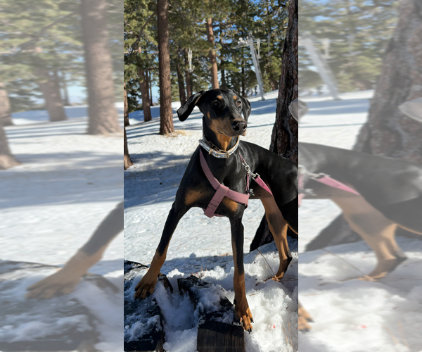Medium Photo #1 Doberman Pinscher Puppy For Sale in HESPERIA, CA, USA