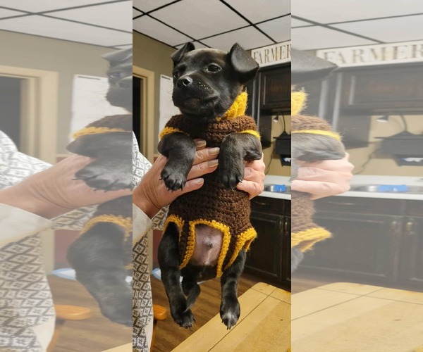 Medium Photo #2 Mutt Puppy For Sale in pomfret, CT, USA