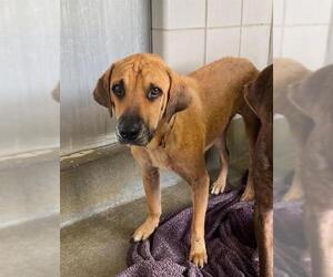 Labrador Retriever-Unknown Mix Dogs for adoption in San Antonio, TX, USA