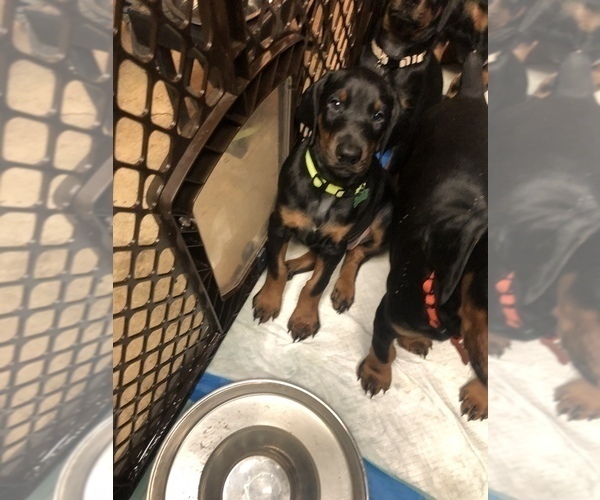 Medium Photo #9 Doberman Pinscher Puppy For Sale in LINCOLN PARK, MI, USA
