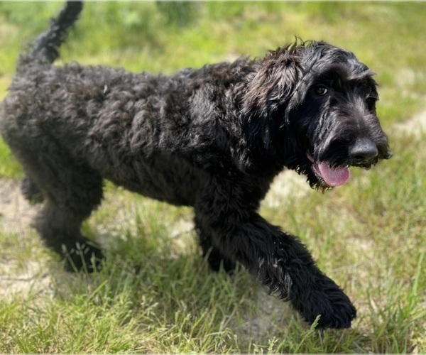 Medium Photo #1 Irish Doodle Puppy For Sale in DUNDEE, OH, USA