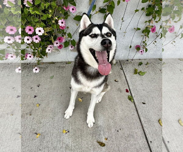Medium Photo #2 - Mix Puppy For Sale in Newport Beach, CA, USA