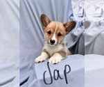 Puppy Jap Pembroke Welsh Corgi