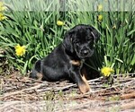 Small Photo #3 Labradinger Puppy For Sale in LISLE, NY, USA