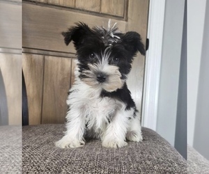 Schnauzer (Miniature) Puppy for sale in FRANKLIN, IN, USA