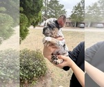 Small #4 French Bulldog