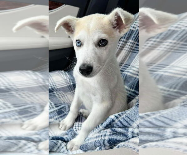 Medium Photo #12 Siberian Husky-Unknown Mix Puppy For Sale in Carrollton, TX, USA