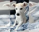 Small #11 Siberian Husky Mix
