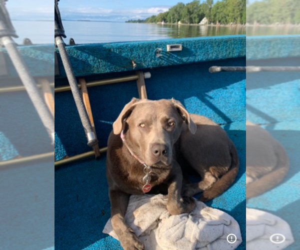 Medium Photo #1 Labrador Retriever Puppy For Sale in DEXTER, NY, USA