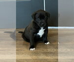 Small #5 Labrador Retriever-Staffordshire Bull Terrier Mix