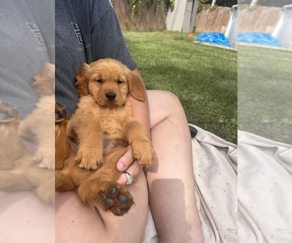 Medium Photo #1 Golden Retriever Puppy For Sale in CANTON, OH, USA