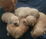 Small Golden Retriever