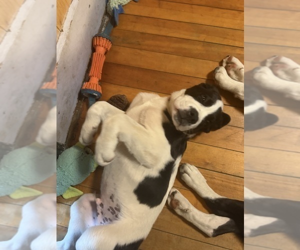 Medium Photo #2 Cane Corso-Saint Bernard Mix Puppy For Sale in WORCESTER, MA, USA