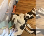 Small Photo #33 Cane Corso-Saint Bernard Mix Puppy For Sale in WORCESTER, MA, USA