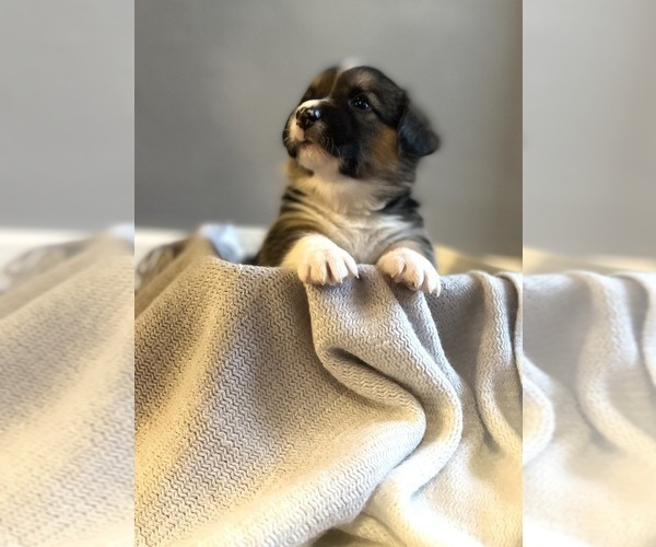 Medium Photo #3 Welsh Cardigan Corgi Puppy For Sale in CLARION, IA, USA