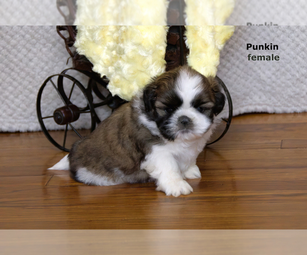 Medium Photo #21 Shih Tzu Puppy For Sale in CLARE, MI, USA