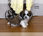 Small #20 Shih Tzu