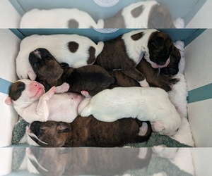 Boxer Puppy for sale in CORPUS CHRISTI, TX, USA