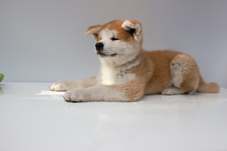 Akita Puppy for sale in POMPANO BEACH, FL, USA