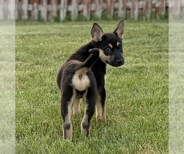 Medium Photo #3 German Shepherd Dog-Unknown Mix Puppy For Sale in Minneapolis, MN, USA
