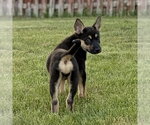 Small #2 German Shepherd Dog Mix