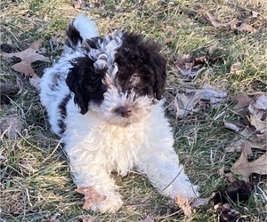 Newfoundland-Poodle (Toy) Mix Puppy for sale in NILES, MI, USA