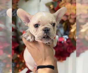 Medium French Bulldog