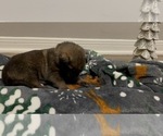 Small Photo #2 German Shepherd Dog Puppy For Sale in VICTORIA, TX, USA