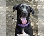 Small Anatolian Shepherd-German Shepherd Dog Mix