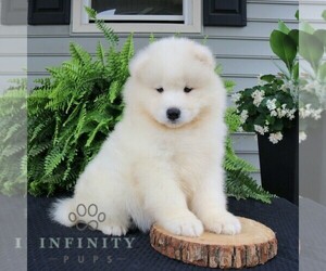 Samoyed Puppy for sale in LEOLA, PA, USA