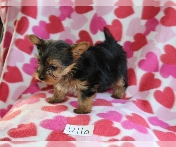Medium Photo #4 Yorkshire Terrier Puppy For Sale in HOPKINSVILLE, KY, USA
