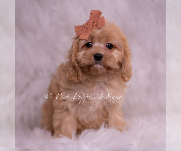 Medium Photo #2 Cavapoo (Miniature) Puppy For Sale in WARSAW, IN, USA