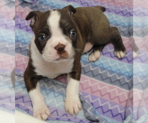 Boston Terrier Puppy for sale in CRKD RVR RNCH, OR, USA