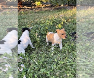 Rat Terrier Puppy for sale in TAMPA, FL, USA