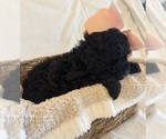 Small Photo #67 Miniature Bernedoodle Puppy For Sale in AUBURNDALE, FL, USA