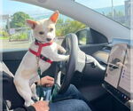 Small #4 Chihuahua Mix